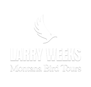 Larry Weeks: Montana Bird Tours logo